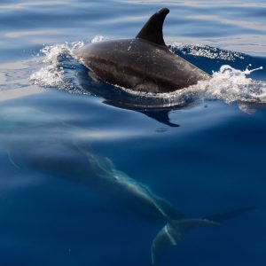 Dolphins Watching